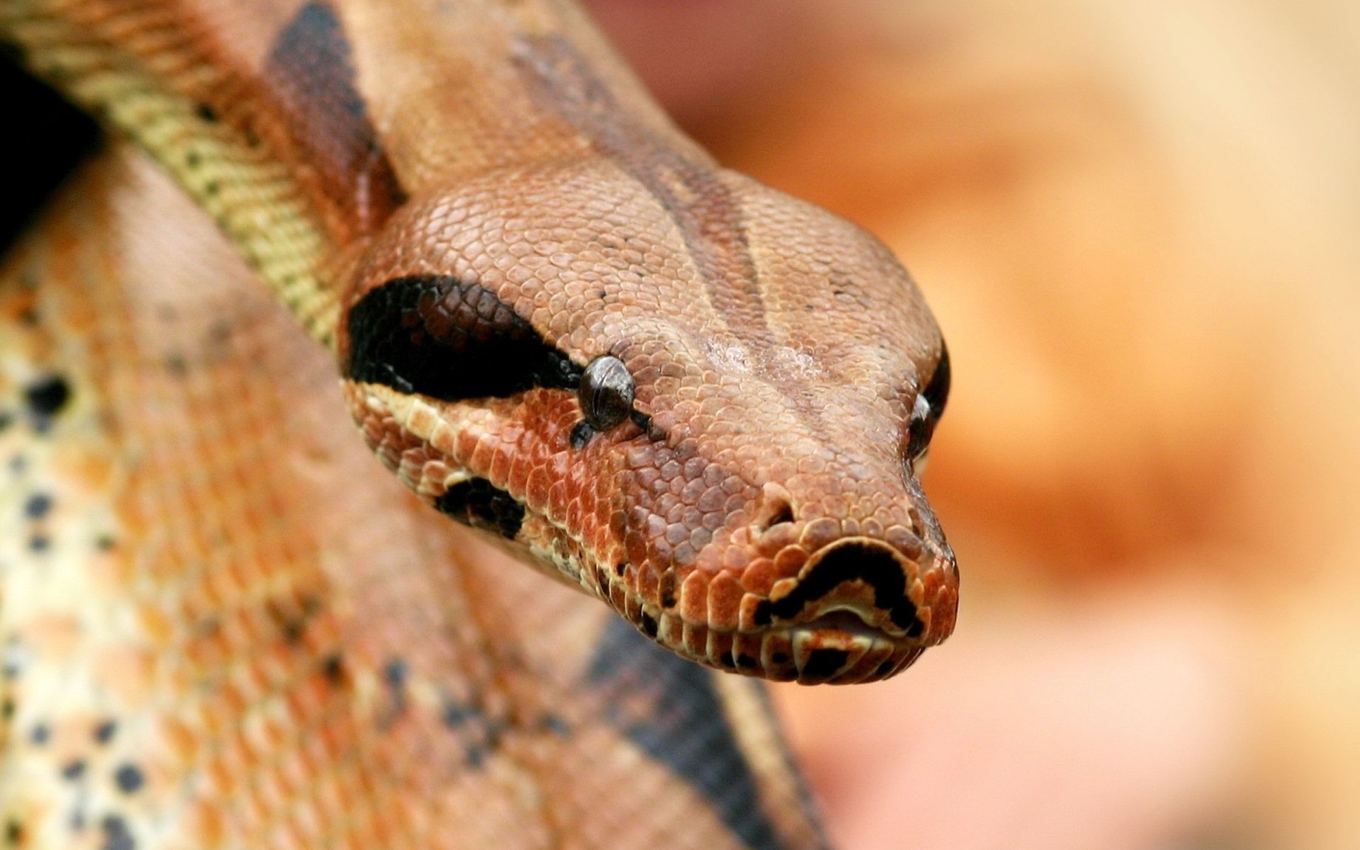 gady i żaby wąż gadzina boa pyton przyroda przyroda zwierzę zoologia pet jad viper skala herpetologia jad egzotyczne biologia niebezpieczeństwo drapieżnik widok