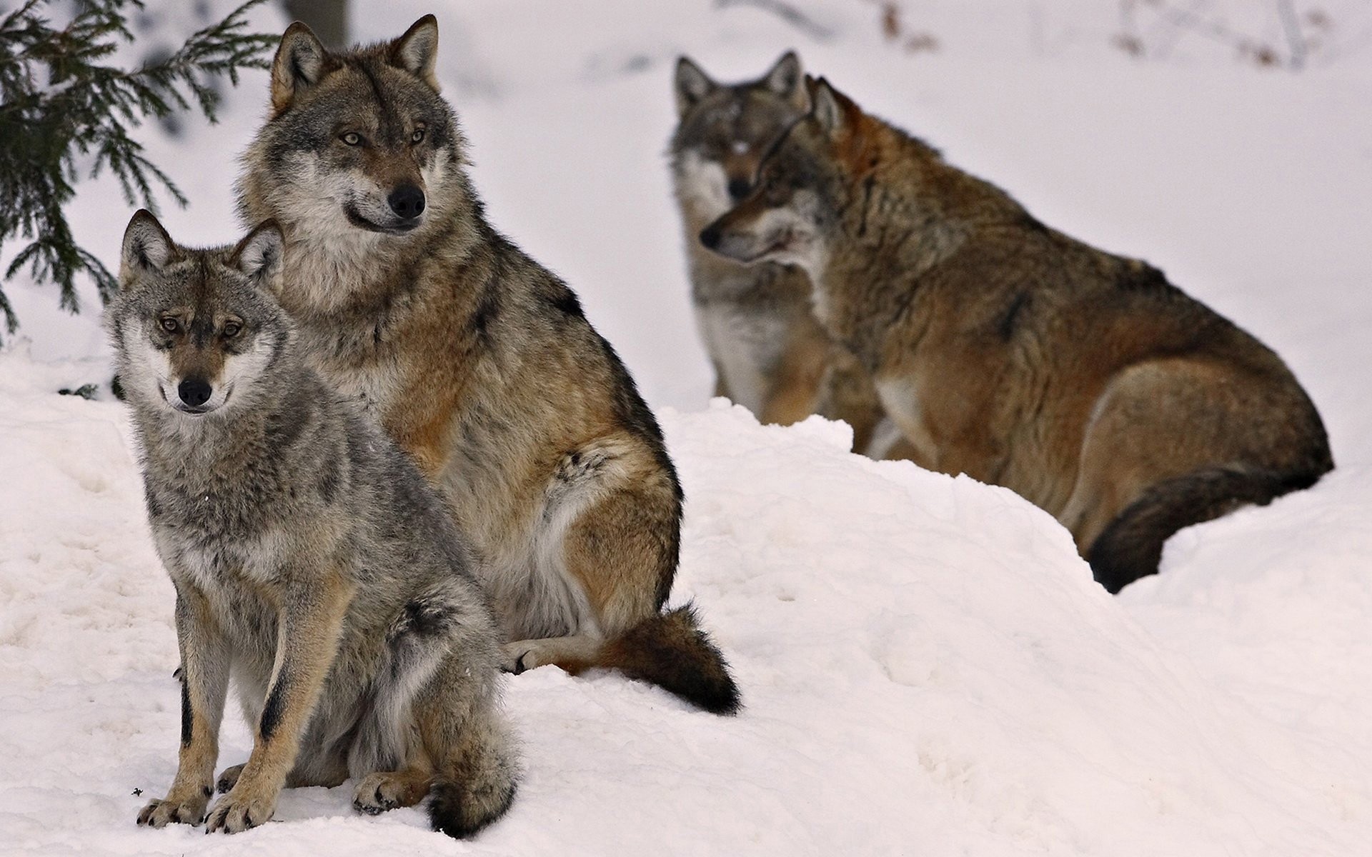 animaux mammifère la faune hiver neige loup cynologue prédateur nature animal sauvage chien givré fourrure froid mangeur de viande à l extérieur aperçu loups