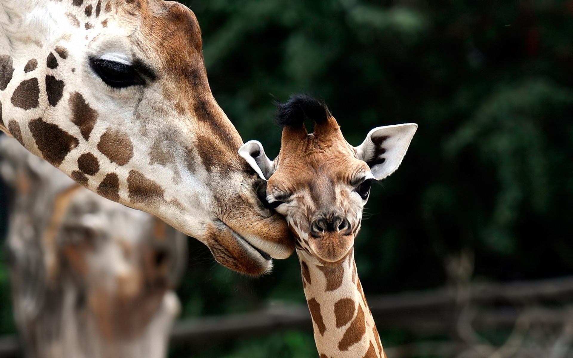 animali giraffa mammifero fauna selvatica natura collo animale selvaggio zoo testa ritratto carino lungo bocca parco vista divertente all aperto giraffa per bambini