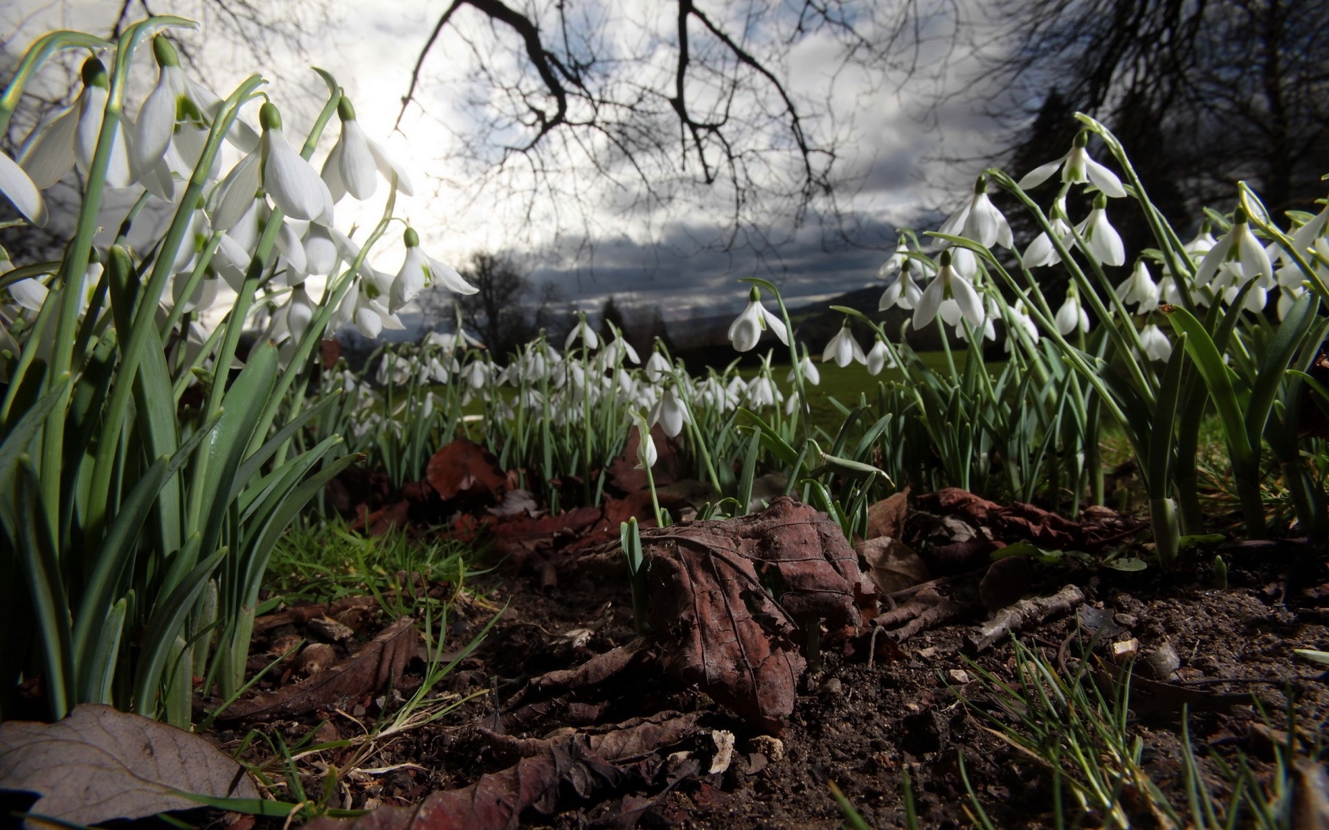 fiori natura fiore all aperto foglia presto flora stagione erba giardino crescita legno alba parco bel tempo fioritura paesaggio ambiente primavera fieno bucaneve terra nuvole