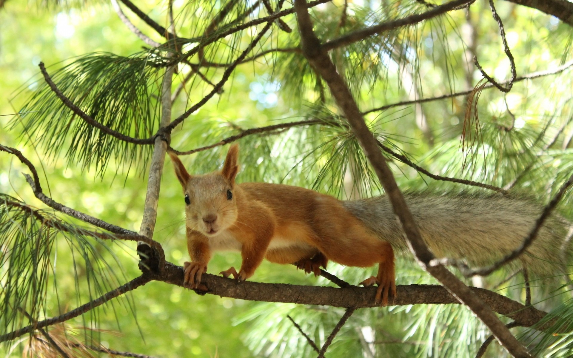 animals tree nature wood wildlife wild animal outdoors mammal park squirrel