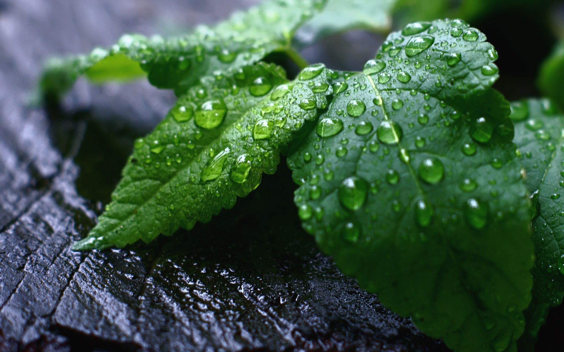 plantas hoja flora gota lluvia naturaleza rocío crecimiento frescura mojado medio ambiente jardín agua primer plano gotas hierbas limpieza fresco hojas