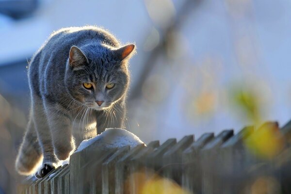 قطة رمادية صارمة تمشي على طول السياج