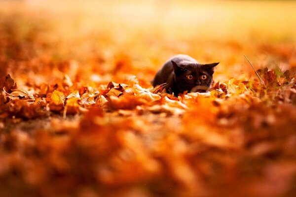 Eine schwarze Katze schleicht sich durch gefallene Blätter