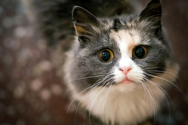 Gatinho bonito olha diretamente para a câmera