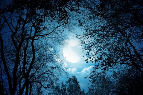 Mysterious night forest on the background of a full moon