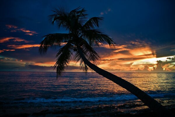 Palme am Strand vor Sonnenuntergang Hintergrund