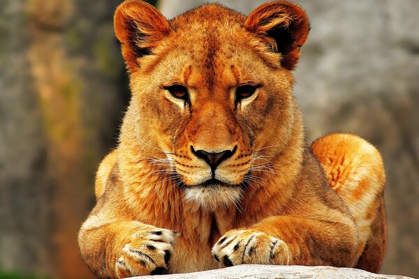 Red lioness is a beautiful wild cat