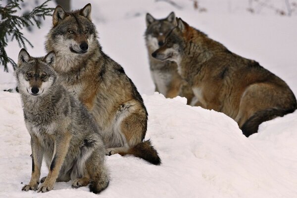 Quatre loups en hiver dans la forêt