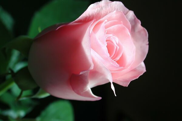 Delicate fresh rosebud