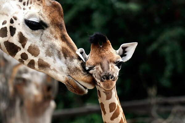 Maman girafe avec petit ourson