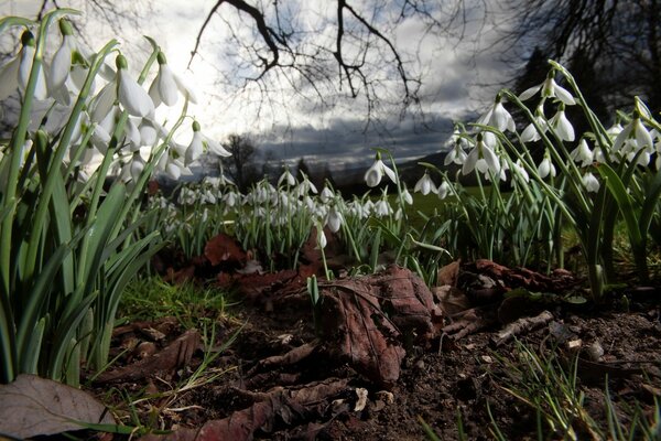 A lot of lilies of the valley against the background of the evening sky close-up