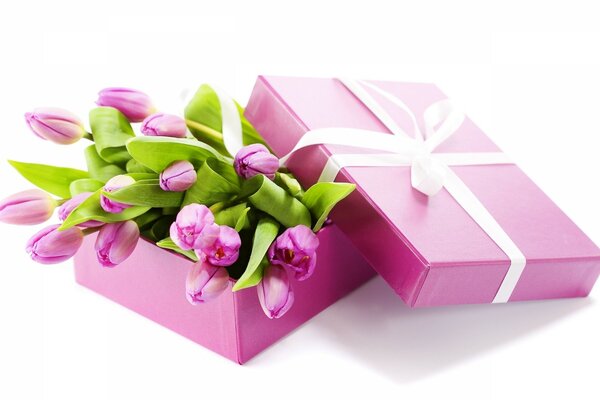 Lila Tulpen in einer Geschenkbox