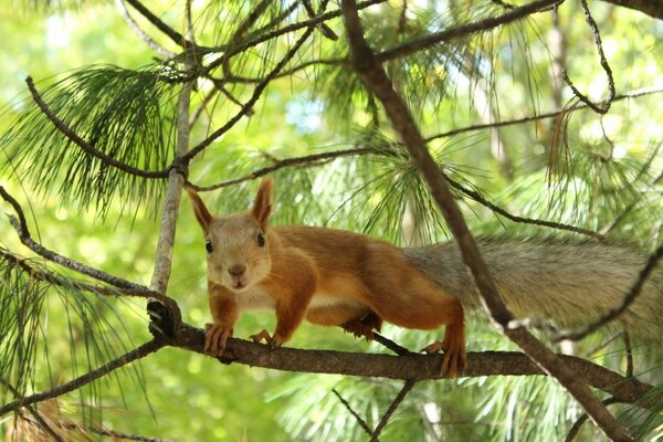 Das Eichhörnchen steht auf einem dünnen Ast