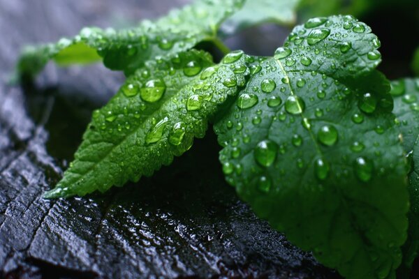 Wet fallen leaf