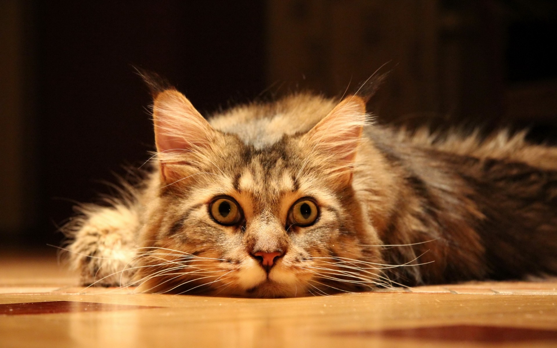 katze katze säugetier tier haustier niedlich fell porträt inländische kätzchen auge junge schnurrbart