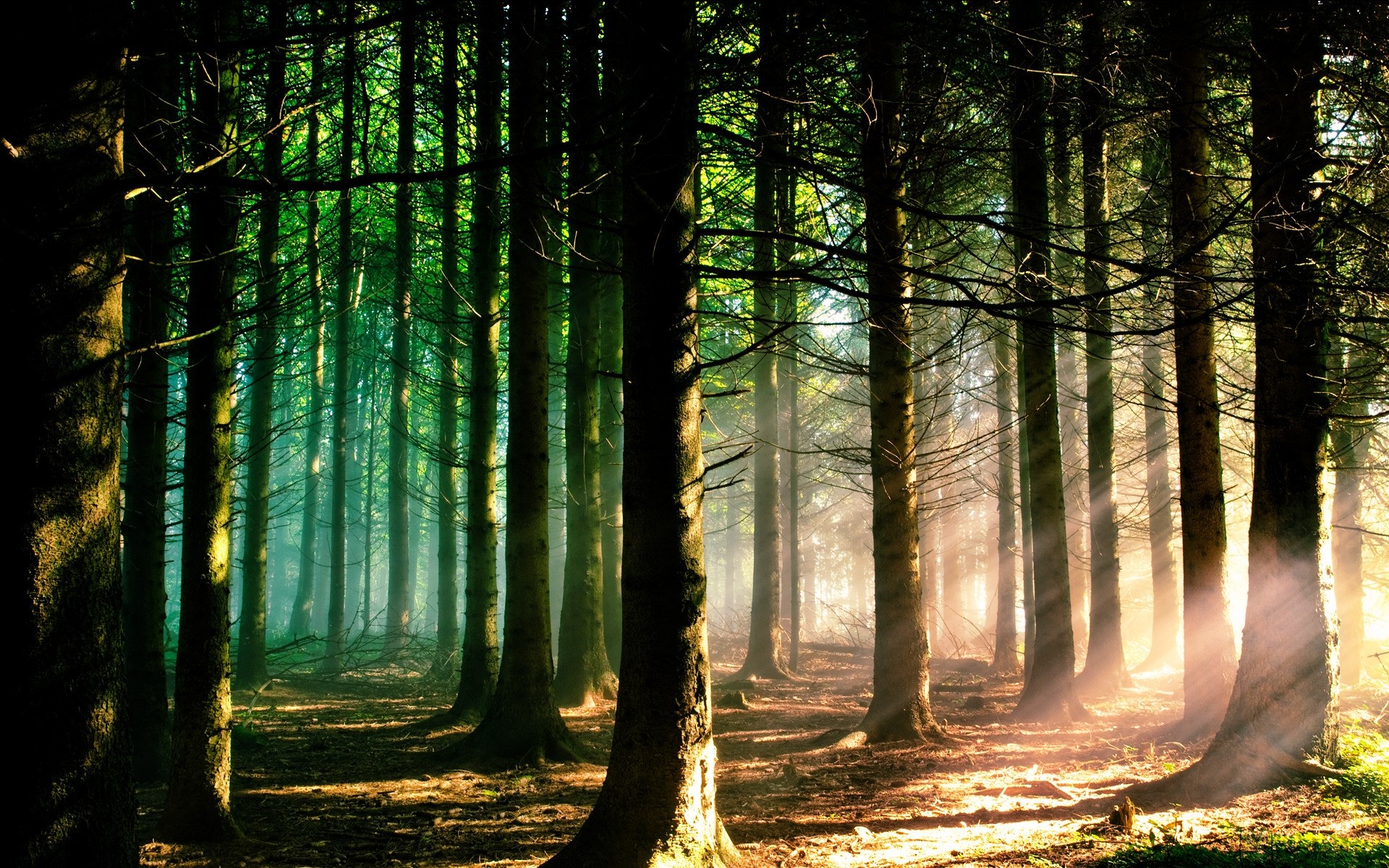 paesaggio legno nebbia nebbia natura alba sole albero paesaggio luce foglia bel tempo sole autunno parco ombra alberi