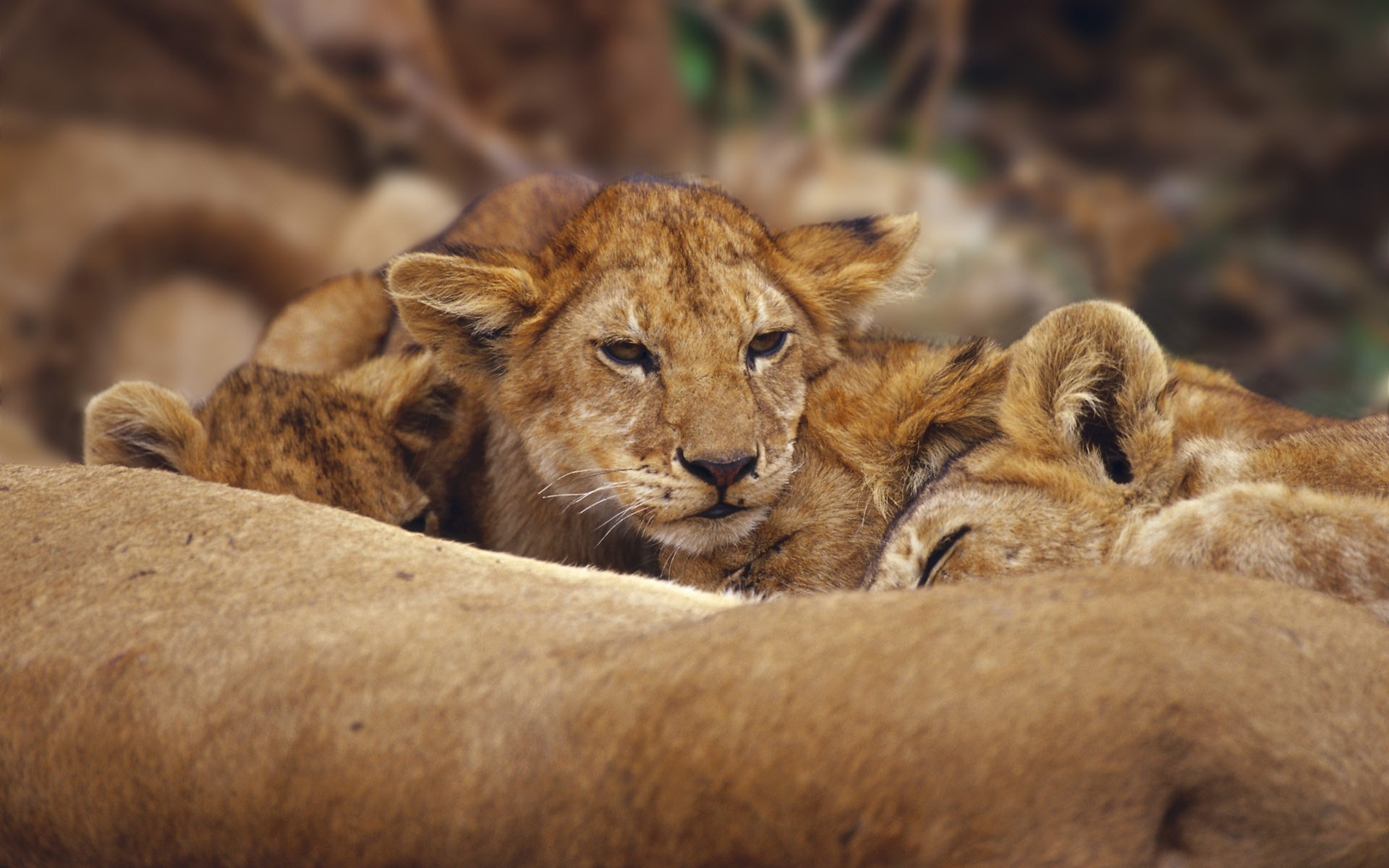 animais gato mamífero vida selvagem leão predador safari comedor de carne animal selvagem natureza caçador lobo leoa jardim zoológico pele leões