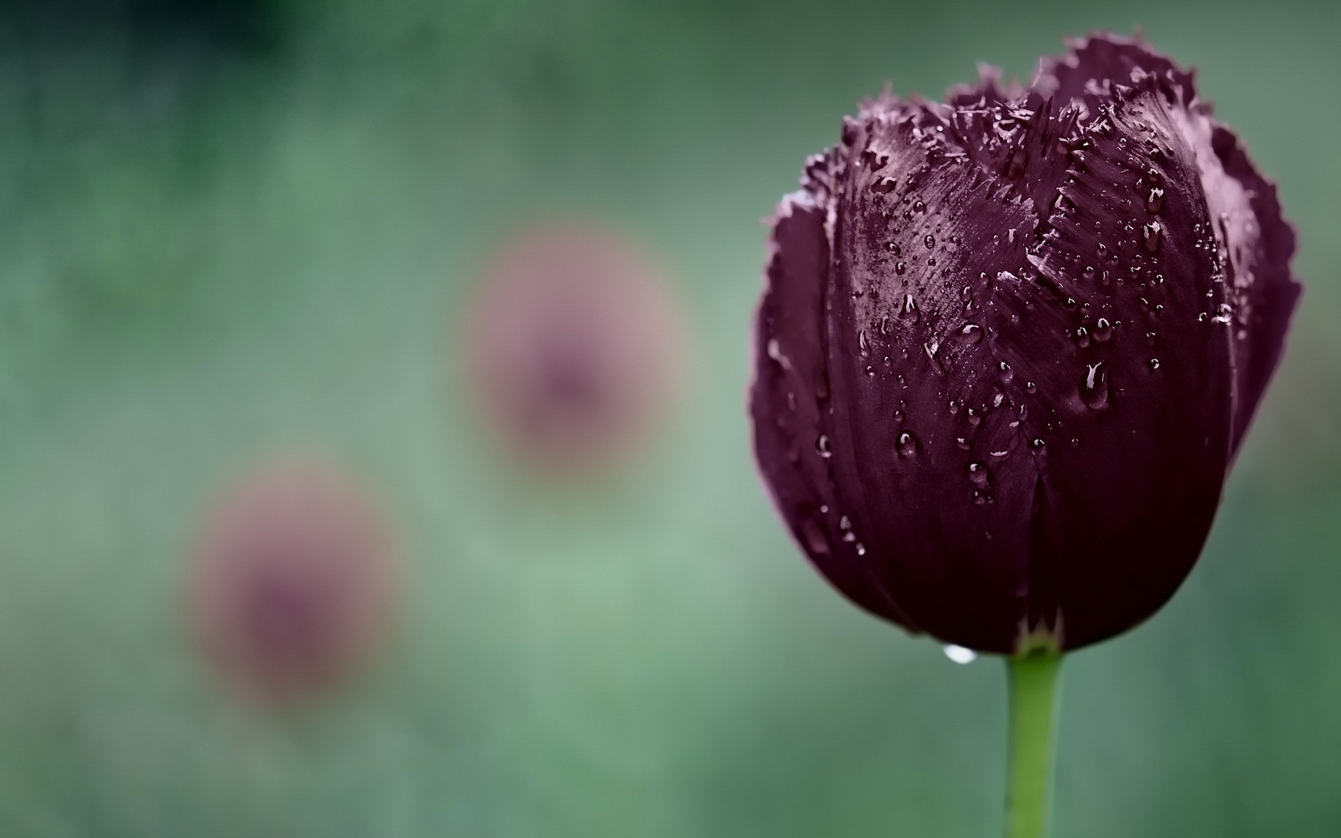 flowers flower nature summer flora leaf garden outdoors bright rain dew blur growth tulip wet color