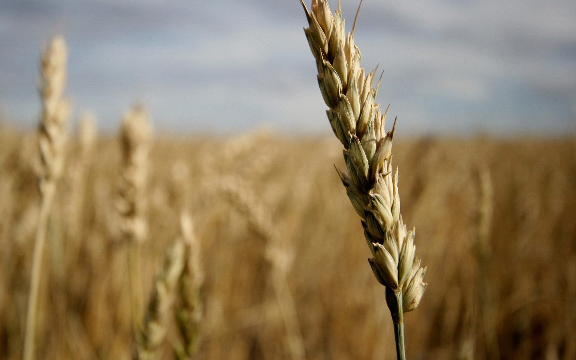 plants wheat cereal straw rye bread corn rural pasture crop field farm agriculture countryside barley gold spike seed flour growth