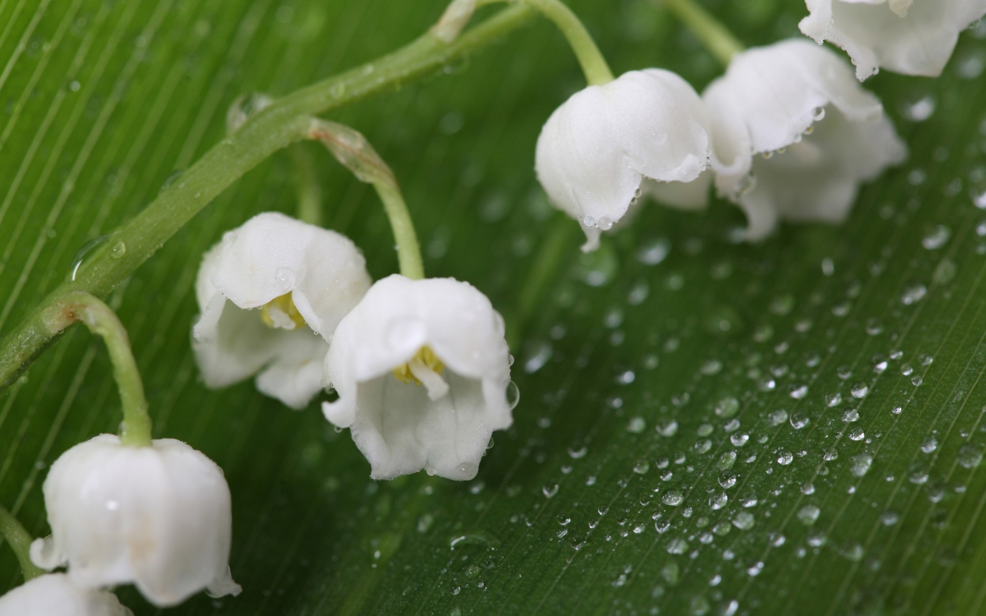 花 叶 自然 植物 花 秋天 雨 生长 花园 清洁 露 特写 夏天 潮湿 户外 季节 百合