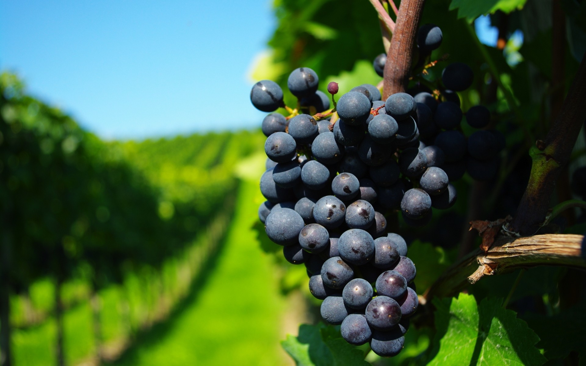 automne nature fruits vigne feuille pâturage vignoble été agriculture vins à l extérieur raisin ferme flore nourriture cave arbre cluster récolte pamplemousse fruits raisin noir