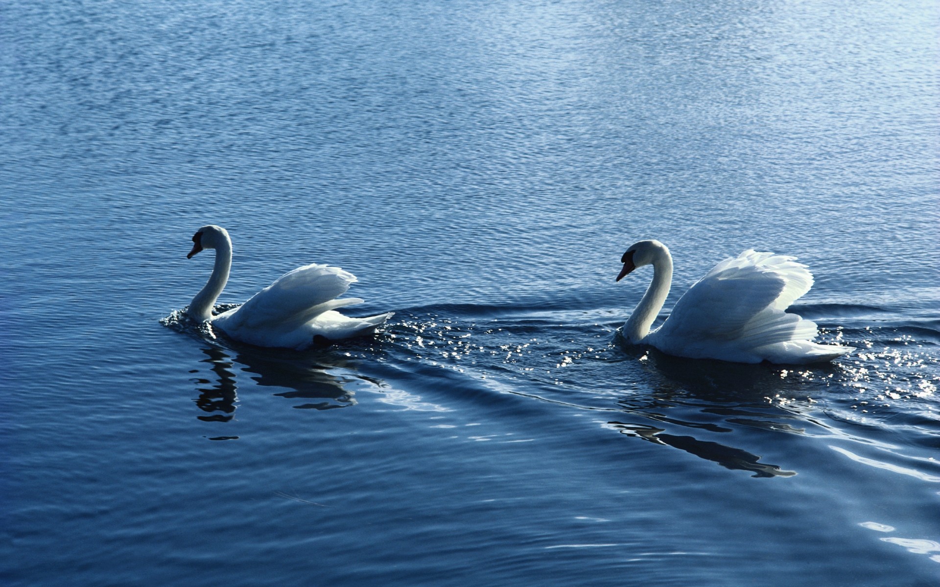 cygnes cygne eau oiseau lac nature natation sauvagine réflexion piscine sang-froid en plein air plume la faune belle été oiseaux