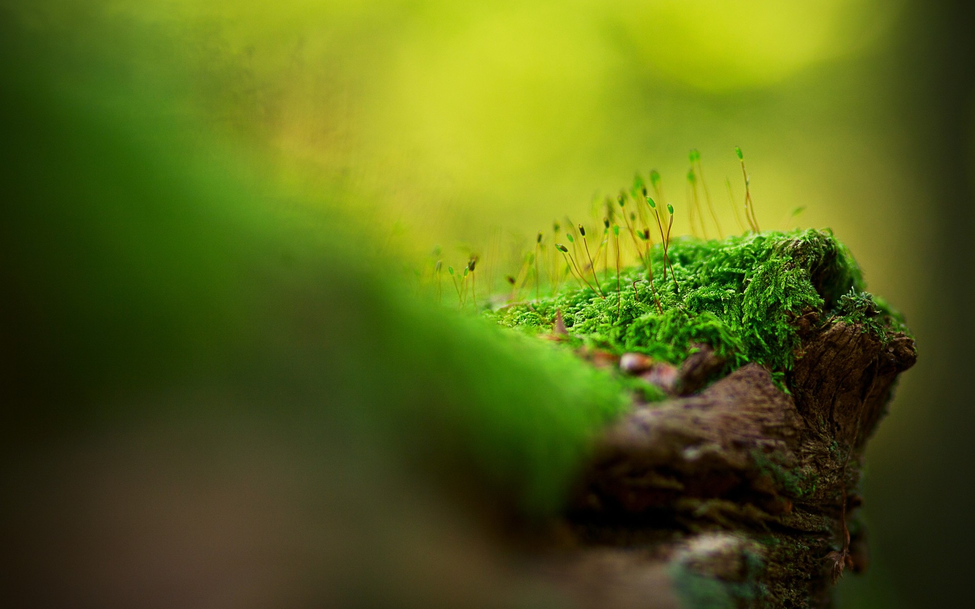 plants leaf blur growth nature grass garden ecology flora environment