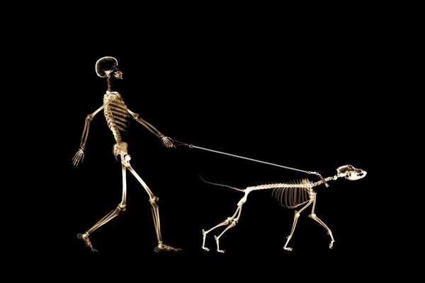 X-ray images of a man and a dog