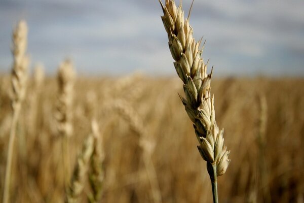 One ear of wheat in the wind