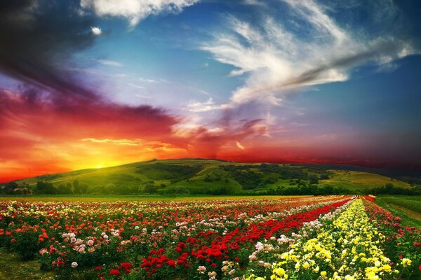 Todo un campo de flores multicolores y una puesta de sol detrás de la montaña