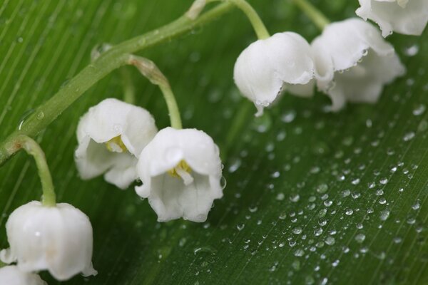 White bells on a leaf in the rain