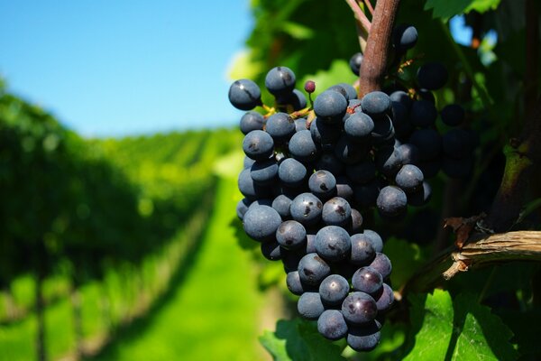 Uvas na plantação de uva de Verão