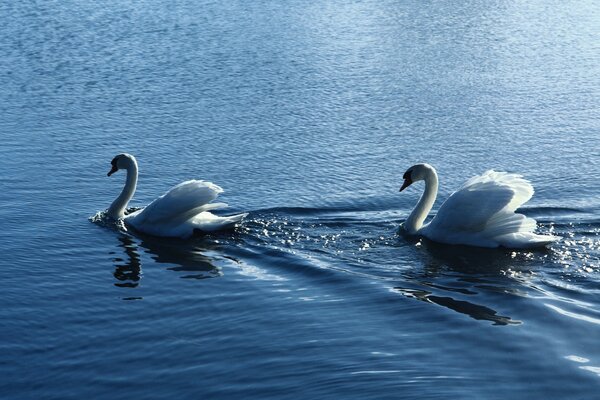 Cygnes nagent sur un lac propre