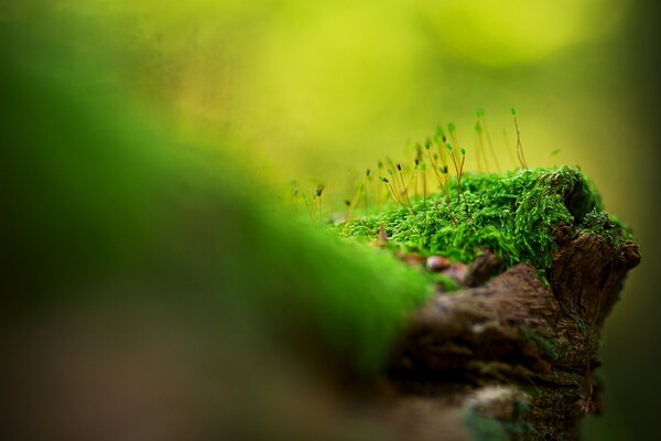 Green plants in a blurry form