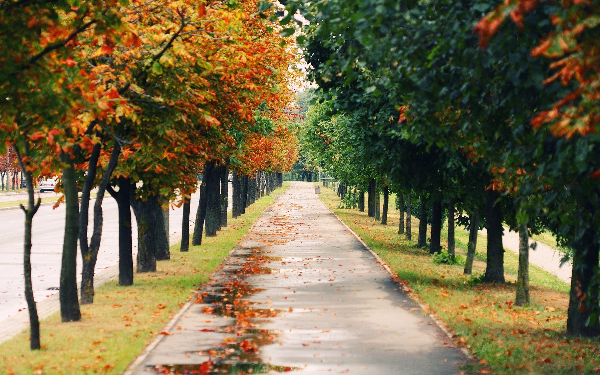 jesień jesień liść drzewo park droga przewodnik krajobraz drewno na zewnątrz aleja aleja światło dzienne sceniczny sezon natura ścieżka oddział klon aleja