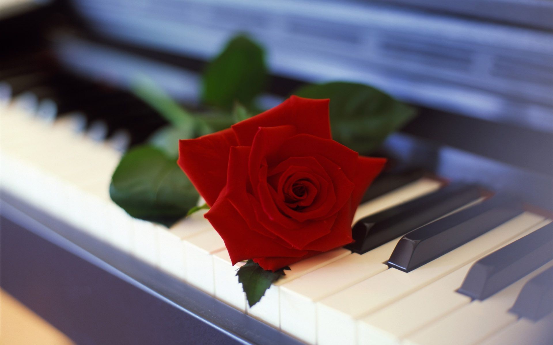 rose piano flower sound music ivory harmony instrument keyboard song key note ebony romance love jazz chord