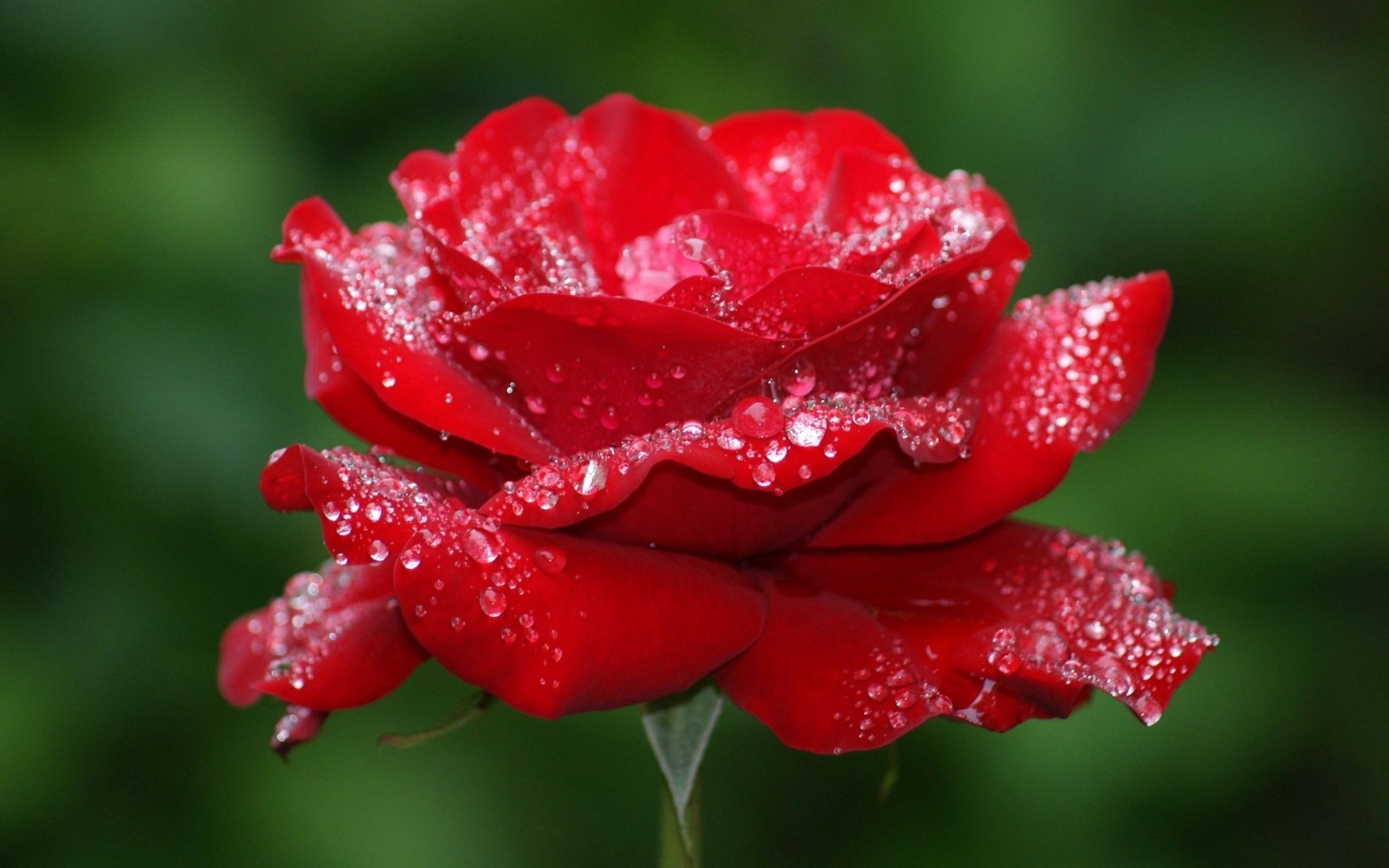 玫瑰 自然 花 叶 露 雨 花园 夏天 植物 户外 生长