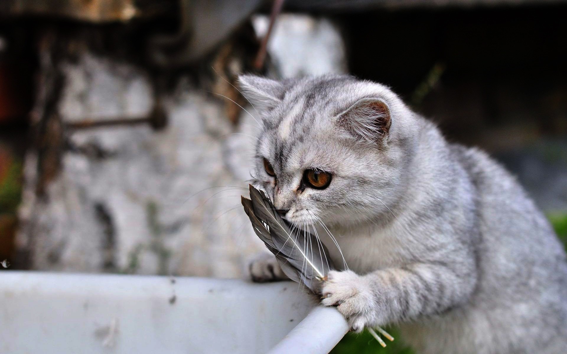 cats cat animal cute domestic portrait grey mammal nature pet fur eye little kitten looking young feathers kitty background