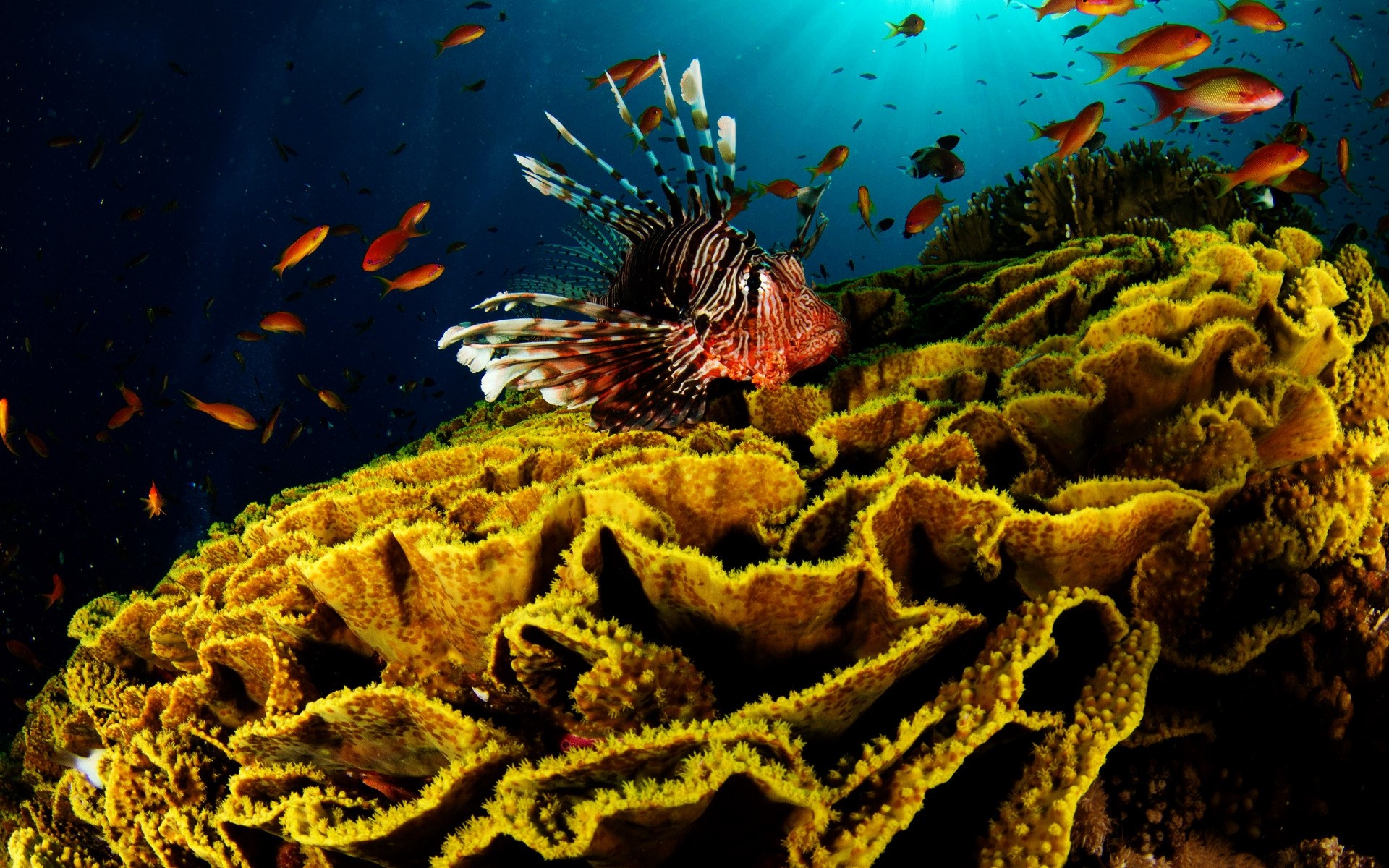 animales marinos bajo el agua peces invertebrados coral mar océano agua arrecife