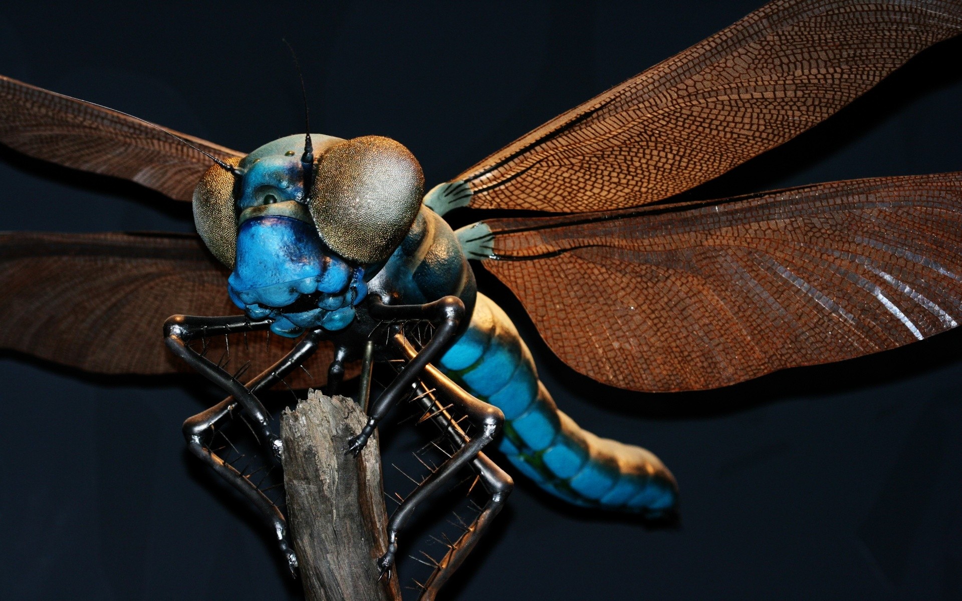 tiere insekt wirbellose schmetterling fliegen antenne libelle tier flügel natur ein tierwelt biologie farbe wissenschaft