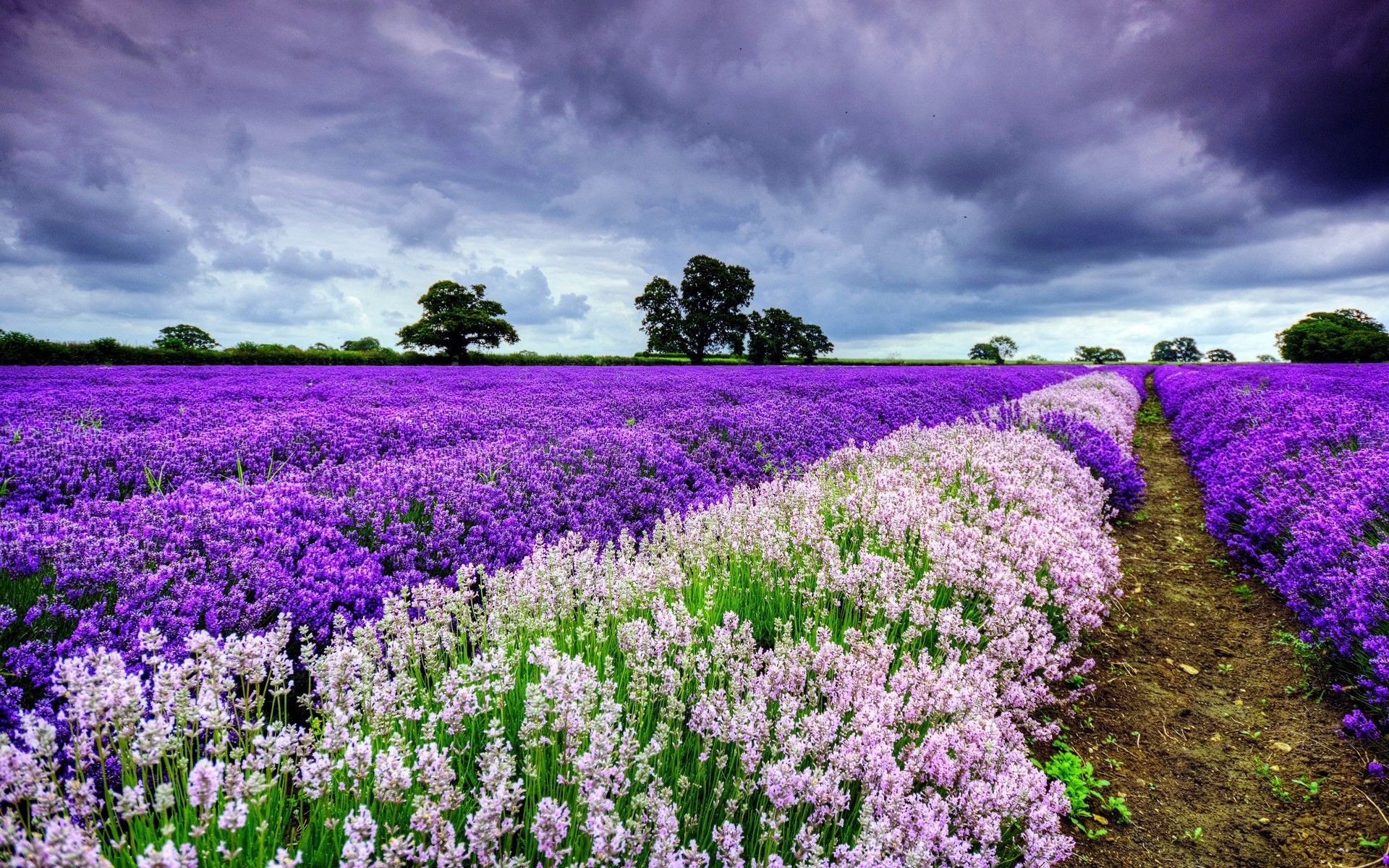 flowers flower nature flora field landscape blooming rural summer garden hayfield floral outdoors season color growth countryside agriculture lavender violet background