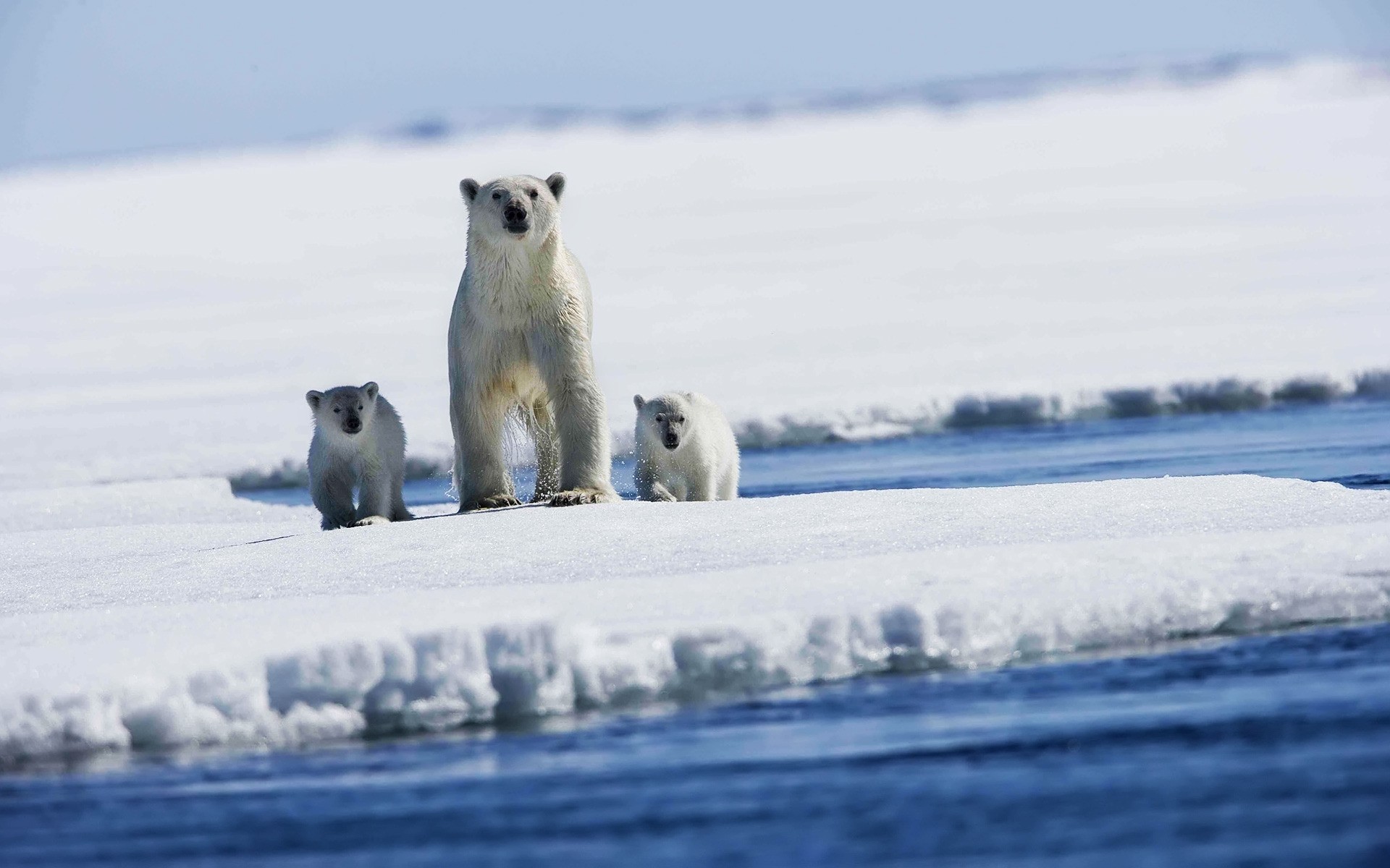 animals frosty snow winter water ice cold outdoors frozen mammal frost polar nature landscape bear