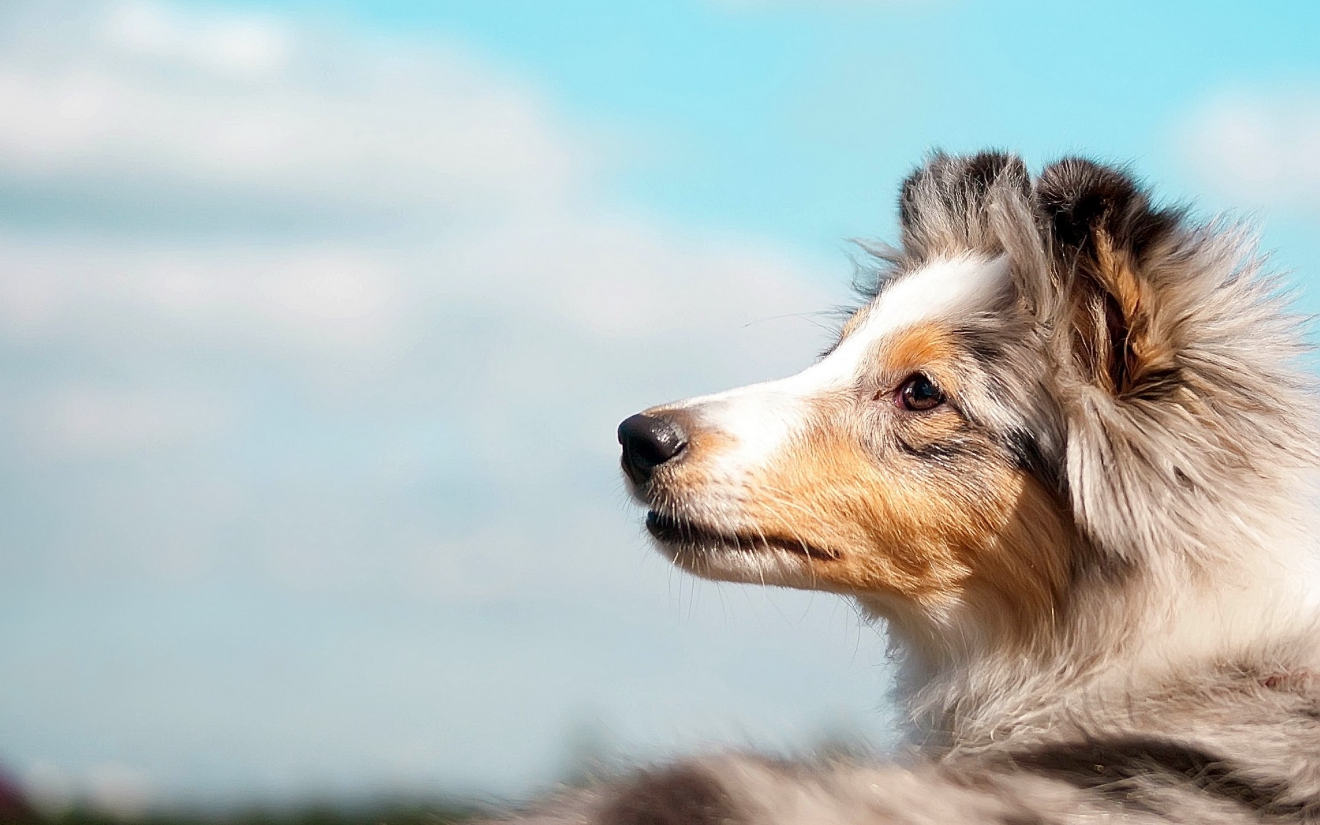 cães cão mamífero animal de estimação animal de estimação fofa cinegrafista retrato natureza pele visualização ao ar livre