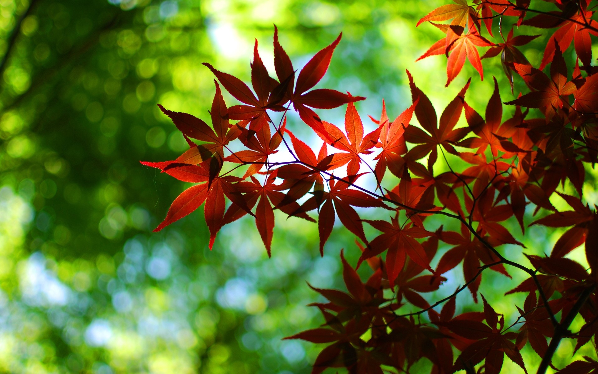 autumn leaf nature bright flora tree summer lush fall background