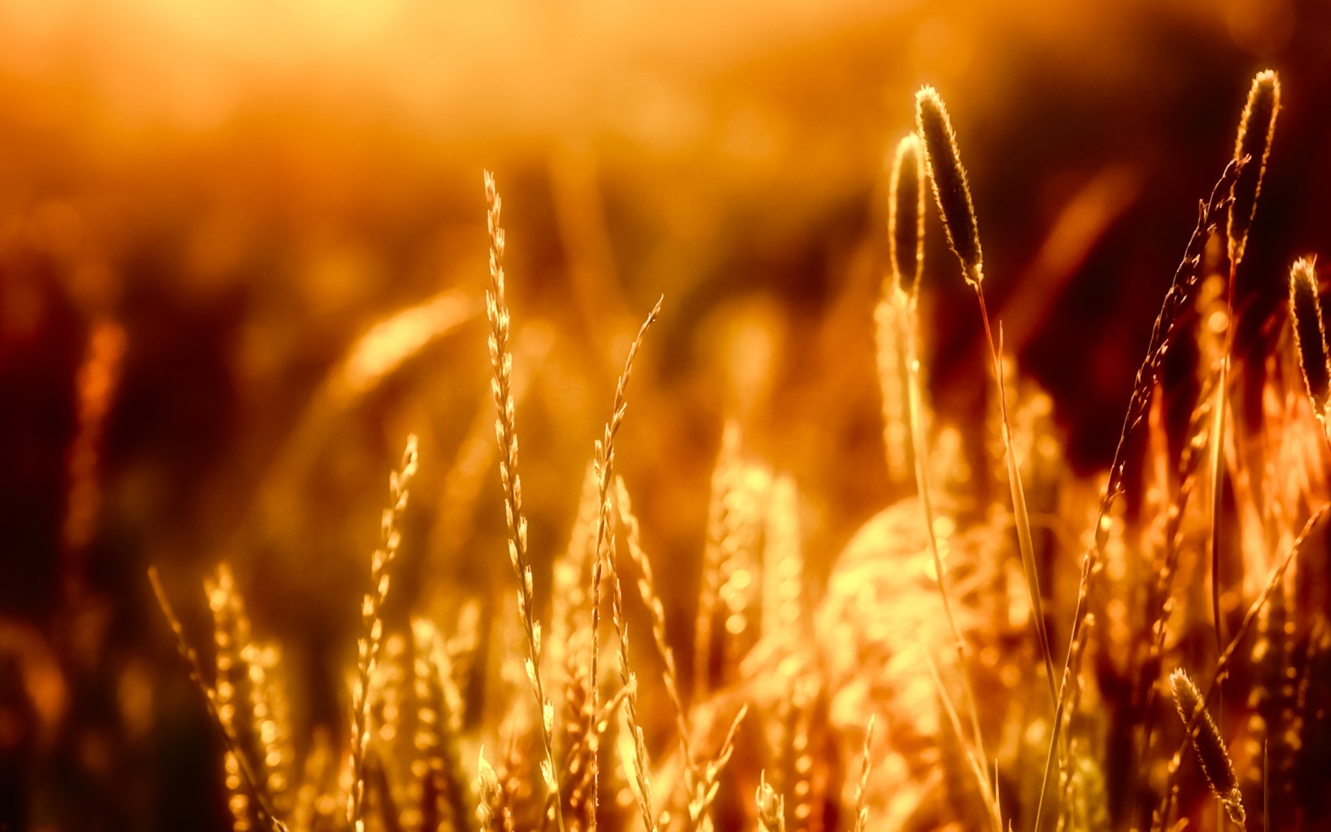 landscapes gold wheat cereal bread rural rye corn straw pasture crop field sun seed barley growth countryside farmland nature farm sunset