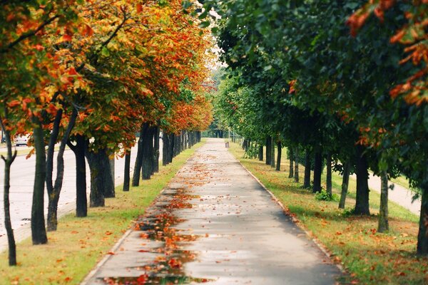 Eine wunderbare Gasse im Park