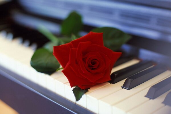 Rose on piano keys