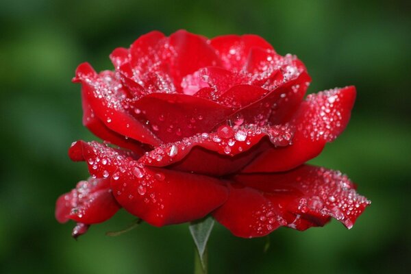 Red rose in dew drops