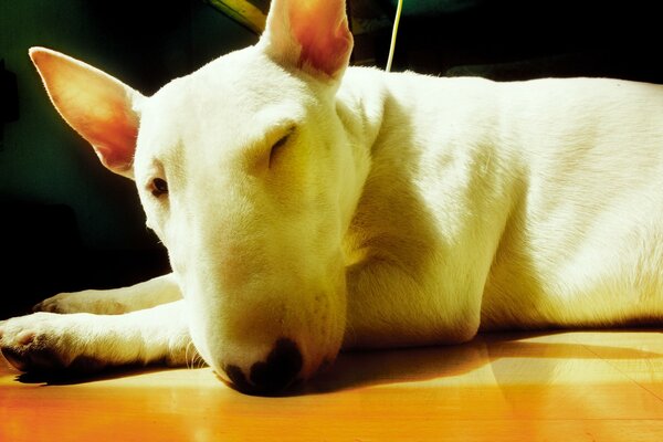 The white dog lies and winks